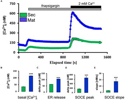 Evidence That Calcium Entry Into Calcium-Transporting Dental Enamel Cells Is Regulated by Cholecystokinin, Acetylcholine and ATP